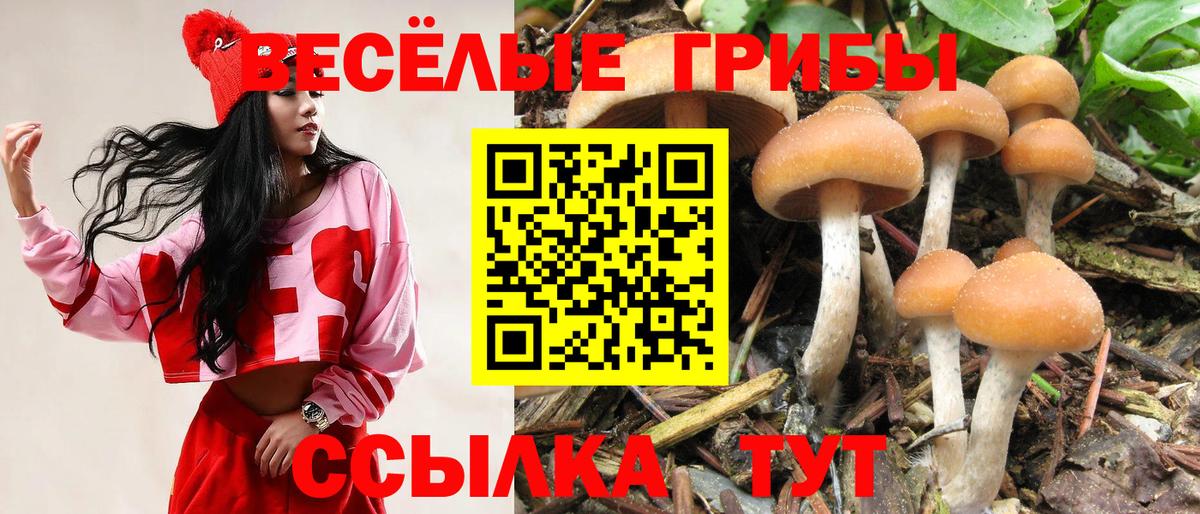 Псилоцибиновые грибы Psilocybine cubensis  Вход с VPN  Вышний Волочёк 